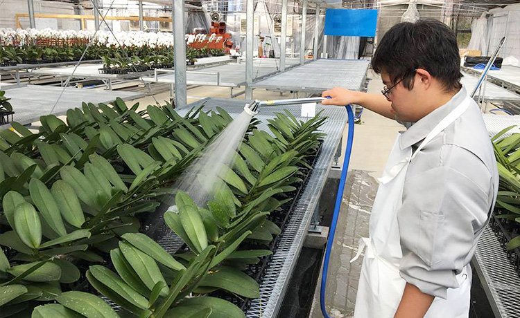 胡蝶蘭栽培、最初のステップは水やりから