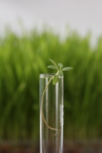 草1本-200x300.jpg